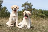 LABRADOR 070